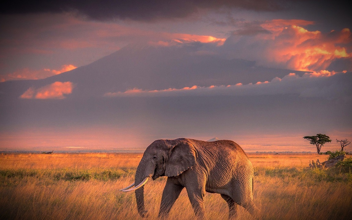 Africa